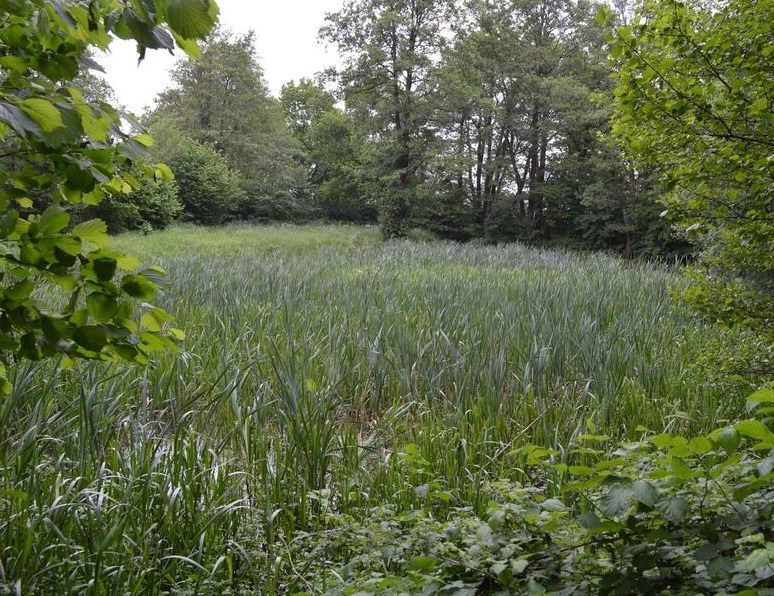 Het zwembad van Deurze, een natuurbad vol beekwater