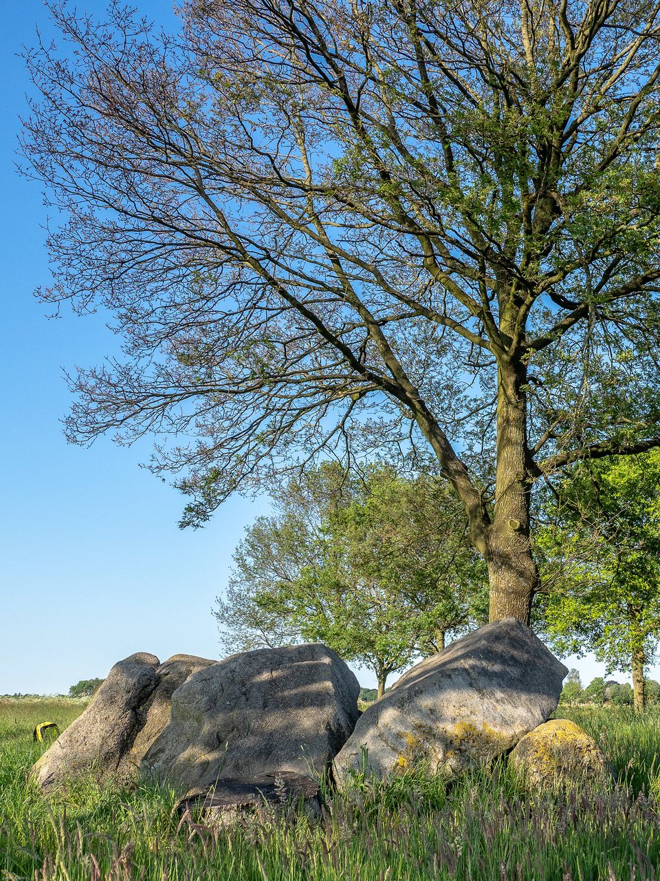 Hunebed D12 op de Kampakkers
