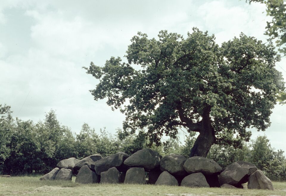 Hunebed D18 in 1960, vierentwintig jaar voordat de eik weg moest. De boom is zo met de stenen vergroeid dat je de stam niet los van het graf ziet staan; dat was precies het bezwaar.