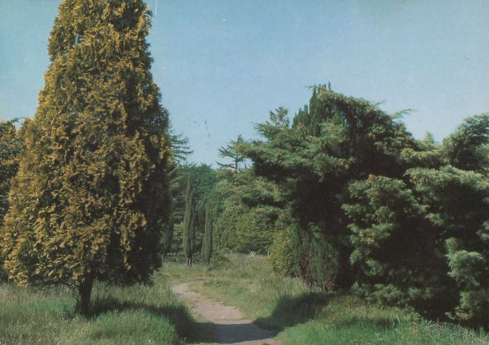 Pinetum Ter Borgh, een verzameling in het bos