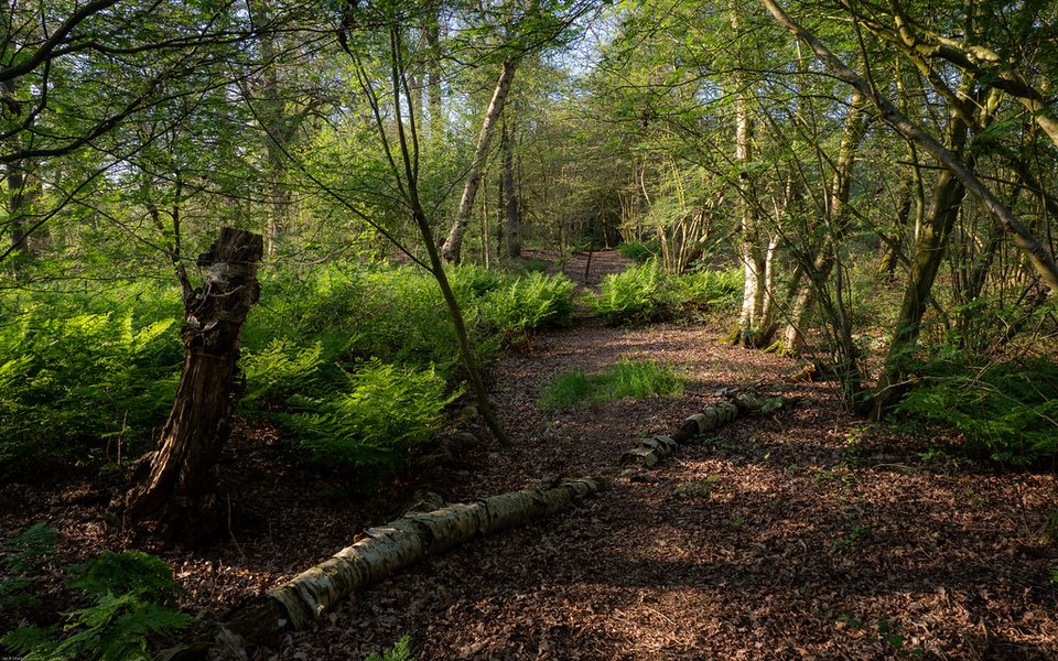 Het Westerholt: de grafheuvel op de rand van het Scheebroekerloopje