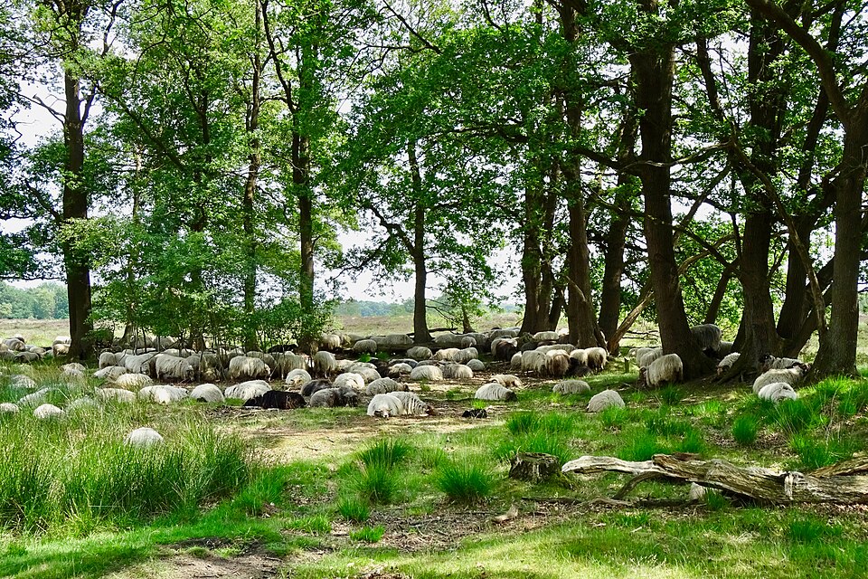 Schaapskooi en heidekudde