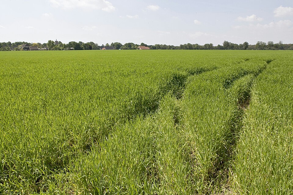 De Noordesch van Anloo met 114 Romeinse munten