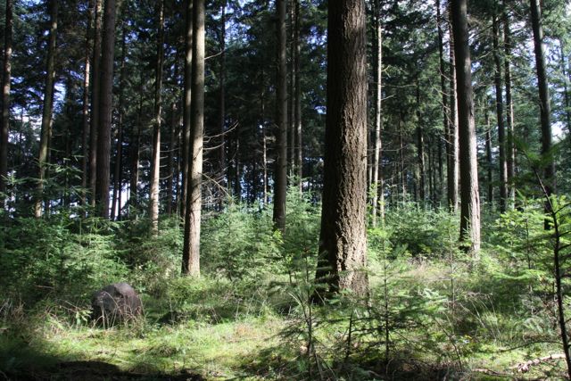 Natuurbegraafplaats Hillig Meer