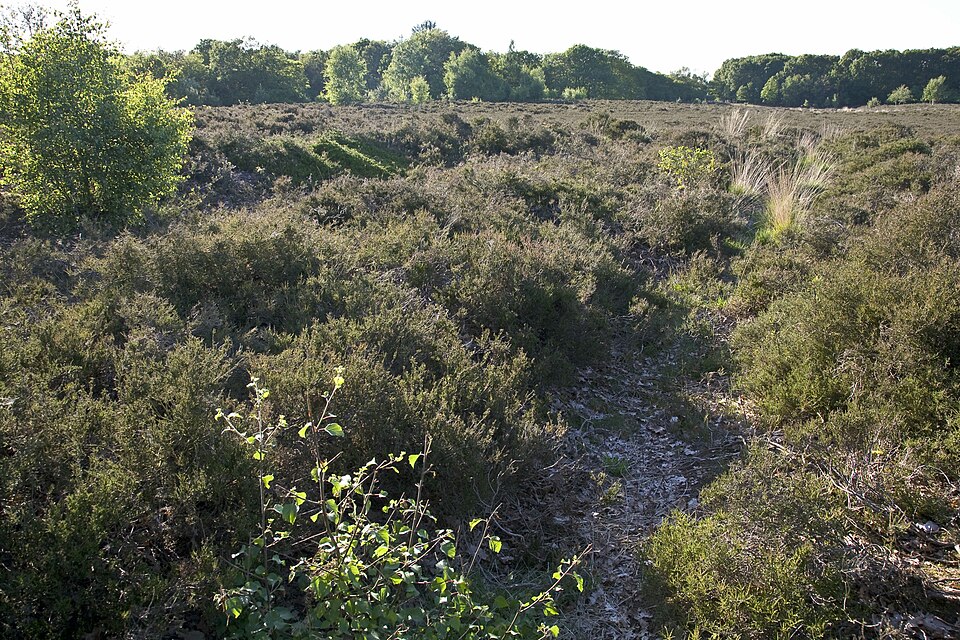 Karrensporen in de Strubben