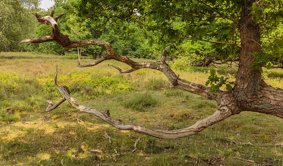 Het enige archeologische reservaat van Nederland