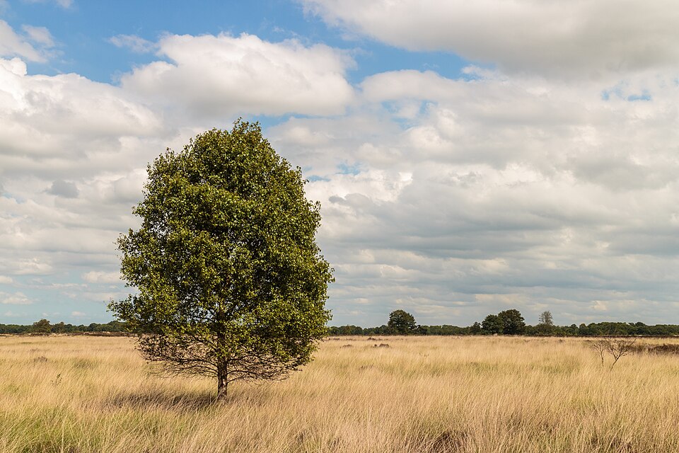 Glinsterzand: de oudste bodem aan de oppervlakte