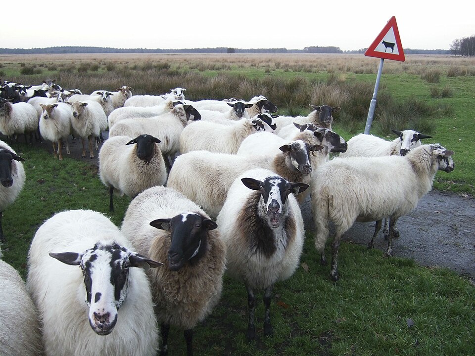 Celtic field bij Balloo