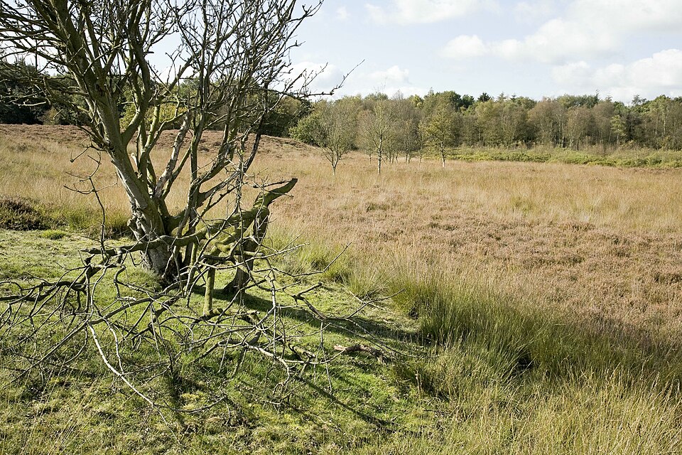 Gasterse Duinen en de oude handelsweg