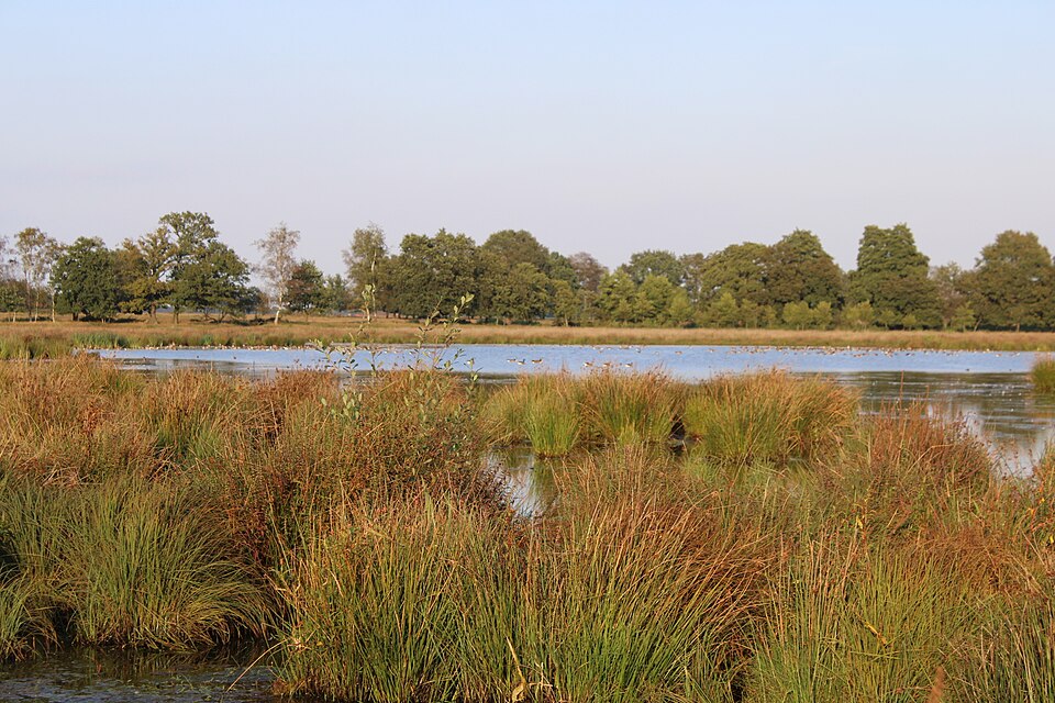 Het Scheebroek: een keileemkom die water vasthoudt