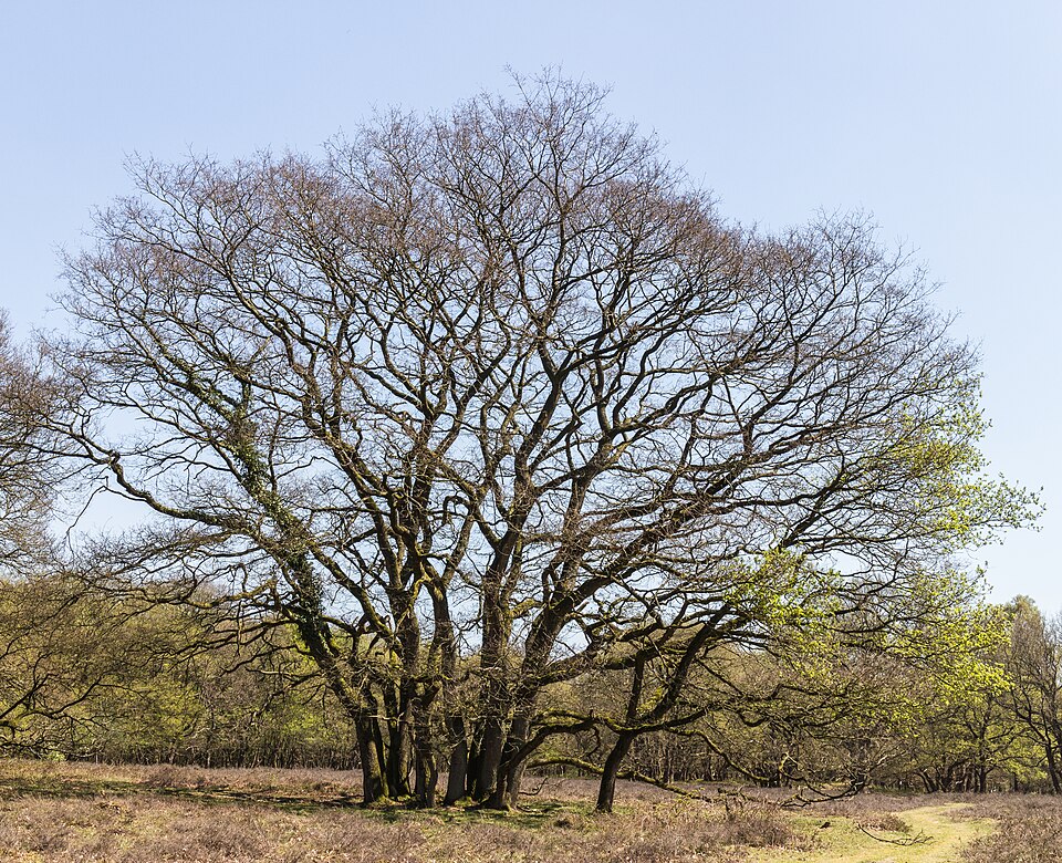 Hunebedden D7 en D8 in het reservaat