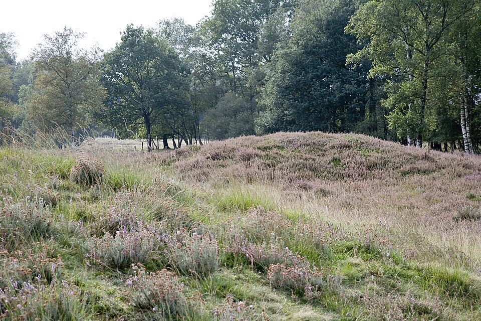Grafheuvels op het Balloërveld